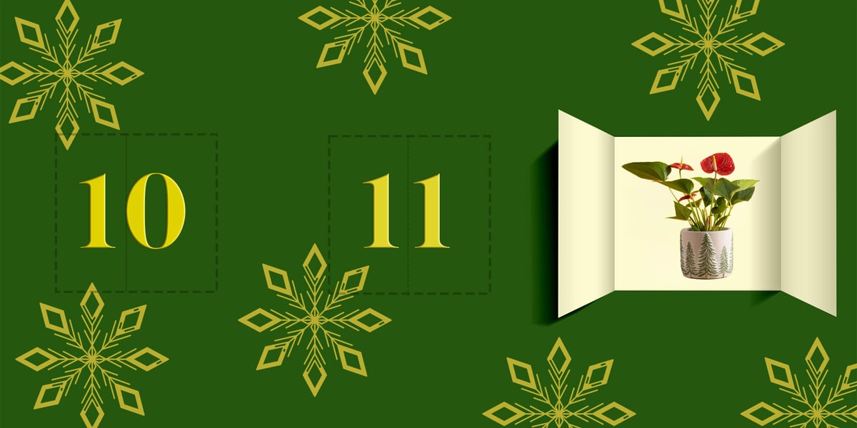 12 days advent calendar_header_Anthurium