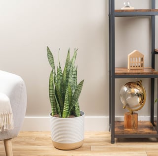 2000 x 2000-Sansevieria_Tokyo Collection Lifestyle-05034