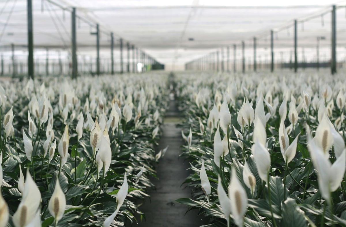 2000 x 2000-Spathiphyllum field Shot IMG_4566