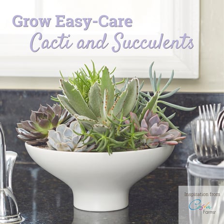 Cacti And Succulents Guidebook Cacti And Succulents Guidebook