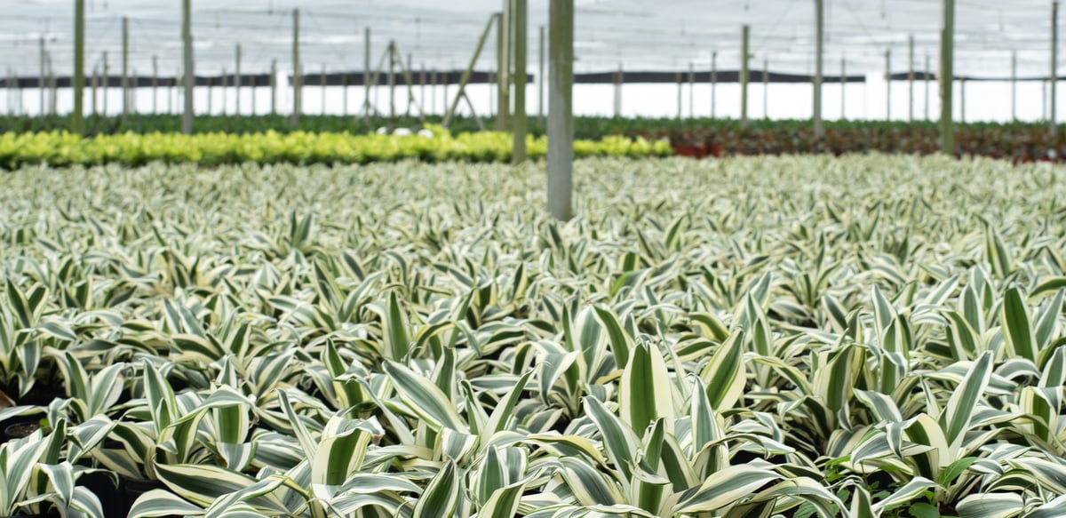 Dracaena White Aspen Field Shot