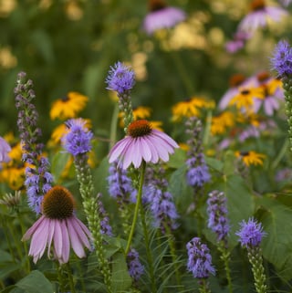 Echinacea Liatris 07-13-07