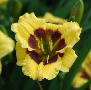 Hemerocallis Jason Slater DSC_1590