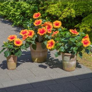 Hibiscus Apollo Garden (14-1129) c