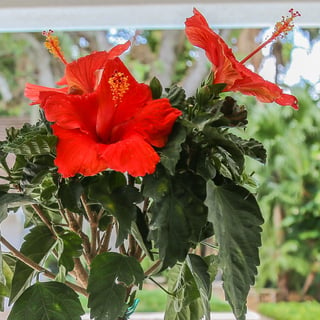 Hibiscus Braid IMG_6529