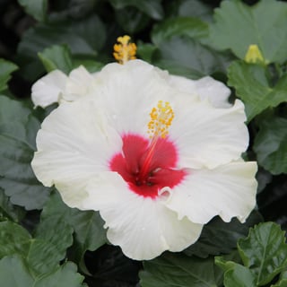 Hibiscus HibisQs Boreas 2