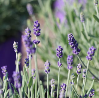 Lavandula Early Blue Scent (1)