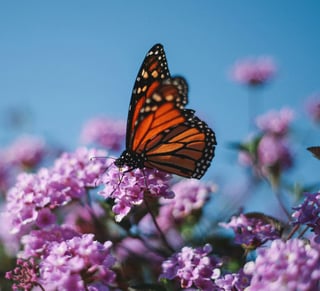 Monarch Butterfly