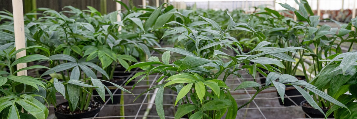 Monstera subpinnata launch header