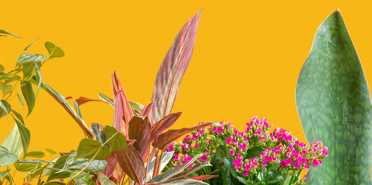 NEW -2024 Houseplant Appreciation Header