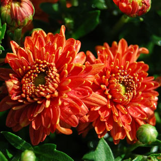 Orange-chrysanthemum-costa-farms