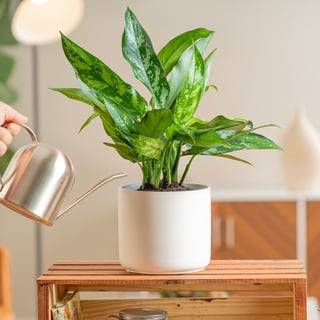 Watering Aglaonema emerald beauty square