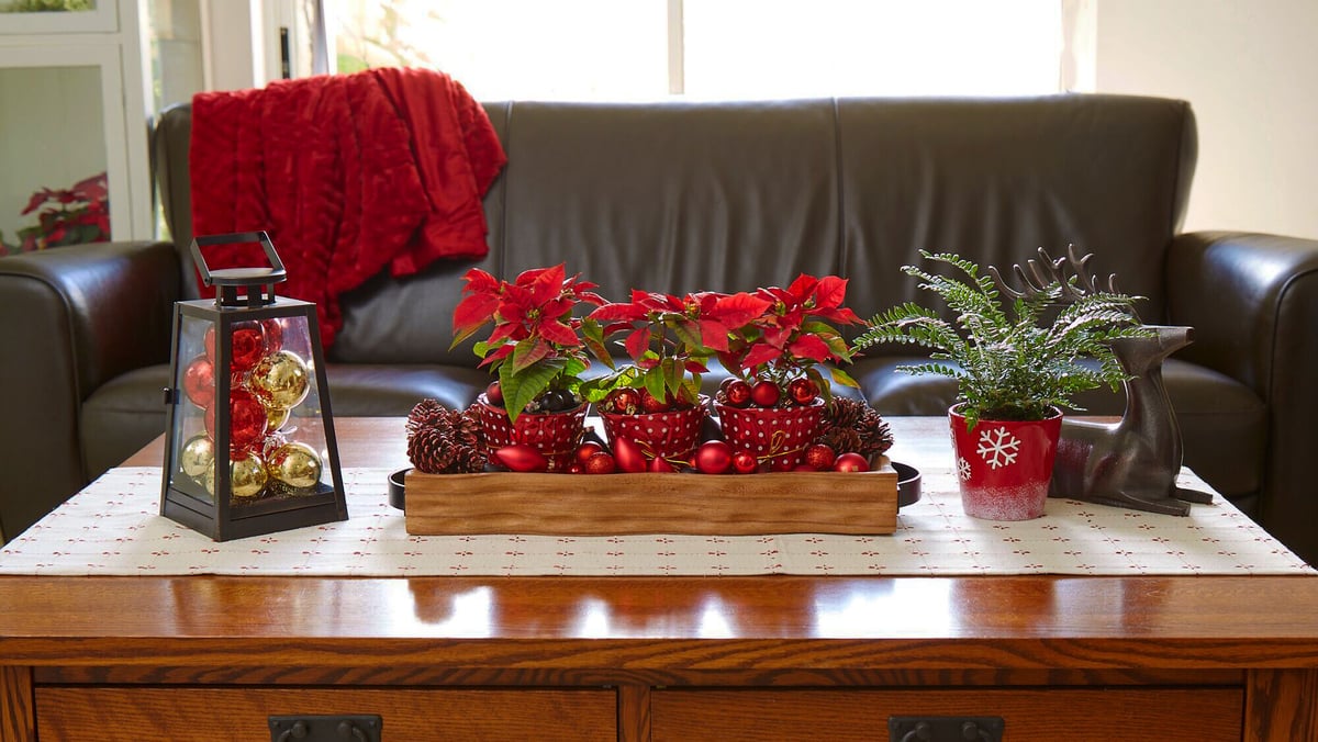 holiday houseplants idea blog header costa farms