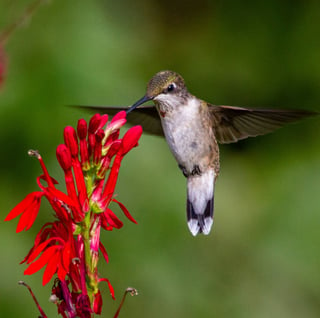 hummingbirds