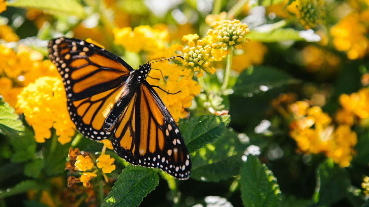 Monarch Butterfly on Yellow Lantana