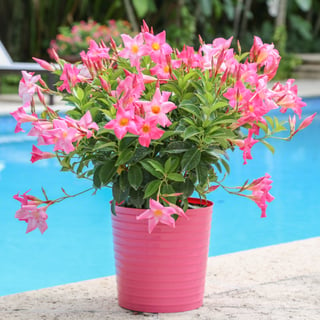 Mandevilla  - Pool - Costa Farms