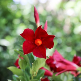 Mandevilla IMG_6759